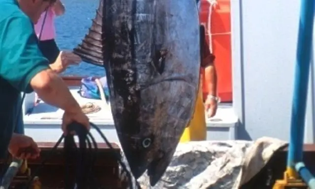 ‘The Tuna Market Manifesto’ was presented to ICCAT chairman Fabio Hazin during tuna management discussions in Paris.