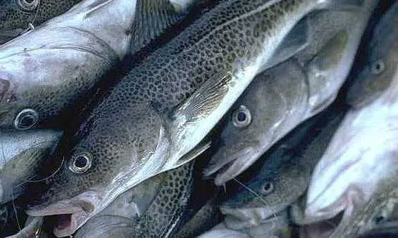There has been a 20% reduction in the cod quota and a 5% cutback in the haddock total allowable catch.