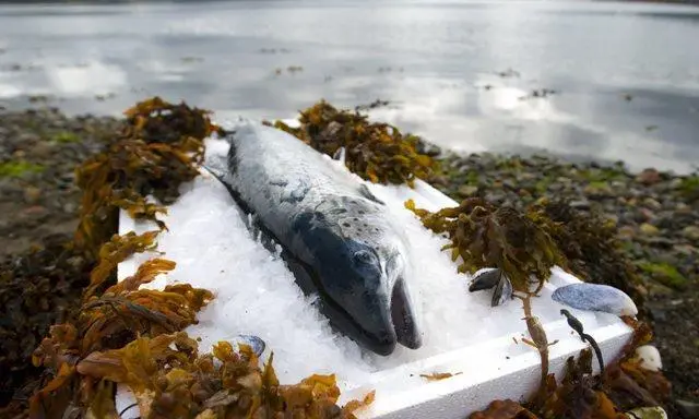 A new Salmon Business Confidence Survey reports that 78% of salmon companies plan to increase staff over the next five years.