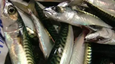 The north-east Atlantic TAC for 2011 has been set at 646,000 tonnes.