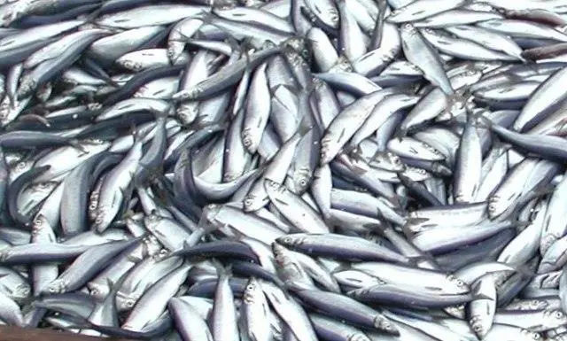 According to the Alaska Department of Fish and Game, the Sitka Sound herring stock is at the highest level seen since the department began record-keeping in 1964.