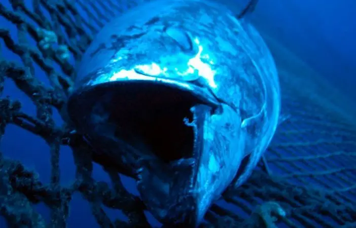 A 342kg bluefin tuna has been sold for a record price in Tokyo