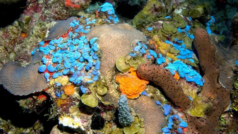 Bright blue ascidians, known as sea squirts, are found thriving at 50m (164ft) among corals, light green algae (Lobophora), and red, orange, and brown sponges