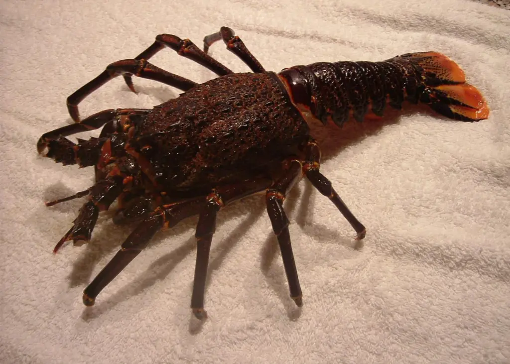 Cape Rock Lobster