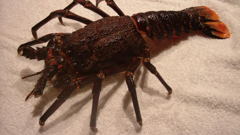 Cape Rock Lobster