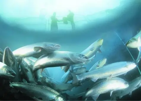 Sainsbury's is the second largest fish retailer in the UK, selling over £400 million worth of fish every year