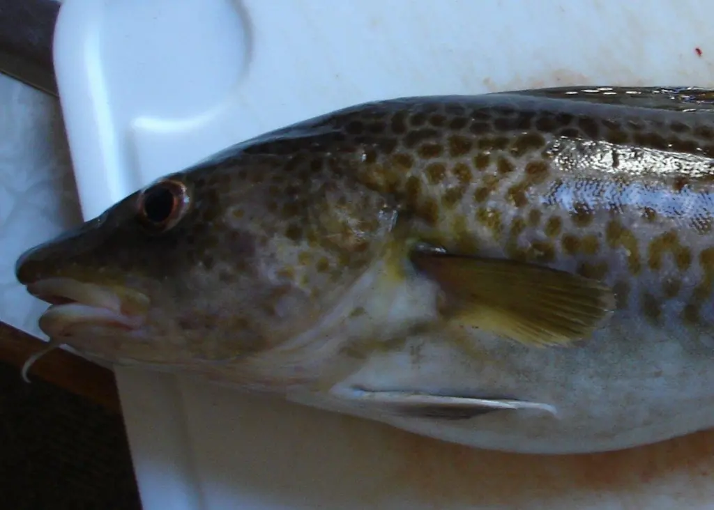 The Spanish cod fishery will be assessed