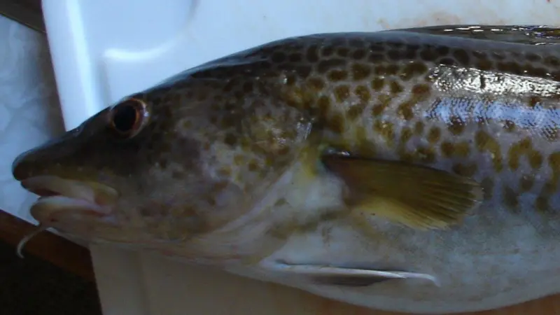 The Spanish cod fishery will be assessed