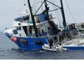 AFMA boarding a Southern Bluefin Tuna Boat. (The above picture has been used with permission from Stehr Group and is for illustrative purposes only. This vessel was not boarded under the Show Cause Initiative)
