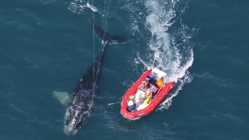 Scientists from NOAA Fisheries Service approaching the young North Atlantic right whale they disentangled on 15 January off the coast of Cape Canaveral. Credit: With permission from EcoHealth Alliance