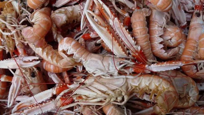 The MSC certificate for Loch Torridon langoustine has been suspended. Credit: Ji-Elle
