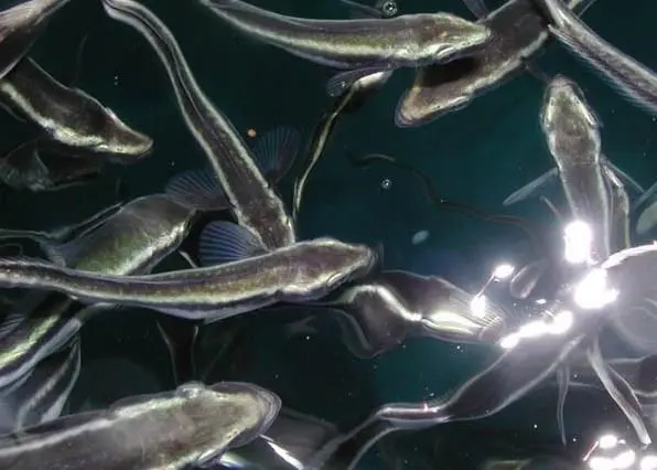 Marine Farms Vietnam and Nordic Group will launch a PR campaign to promote farm-raised cobia