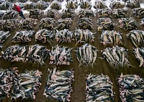 Shark processing factory, Kesennuma, Japan. © Shawn Heinrichs