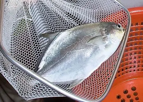 Pompano from Anova Food has been certified by AquaGAP. Credit: Stephen Ausmus