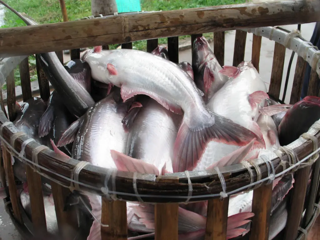 Pangasius being brought live to a processing plant