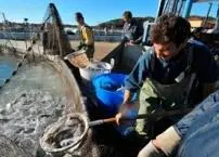 Fisheries and aquaculture support the livelihoods of an estimated 540 million people