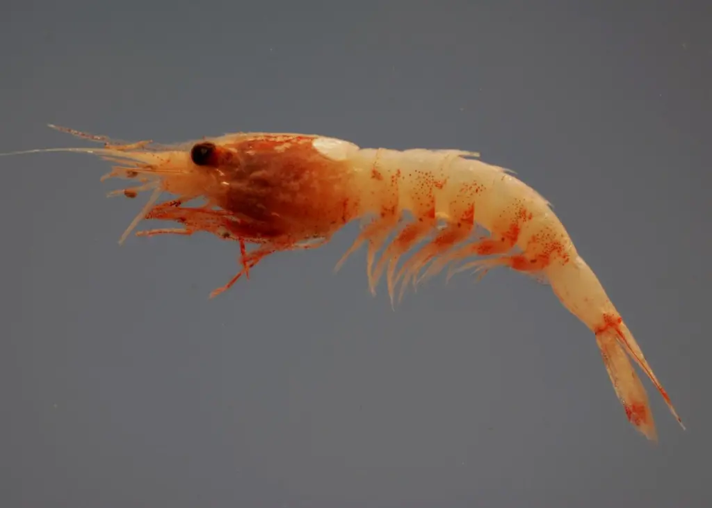 Royal red shrimp fishing waters have been reopened in the Gulf of Mexico