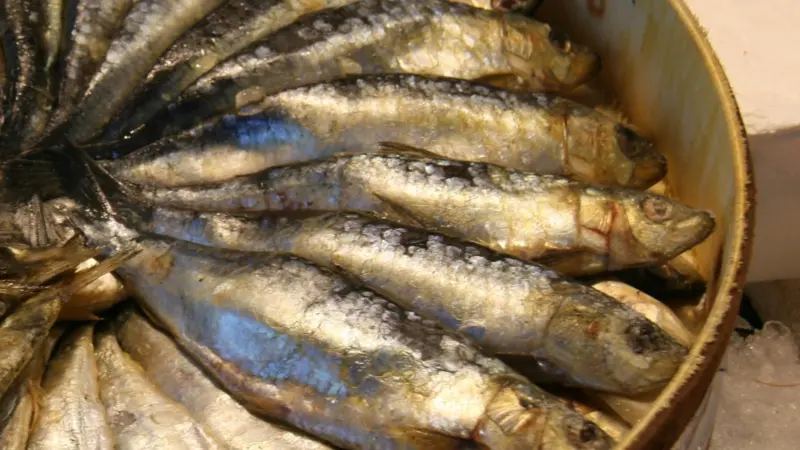 The panel predicted that there will be fish in 2050 but it will be mainly the smaller variety