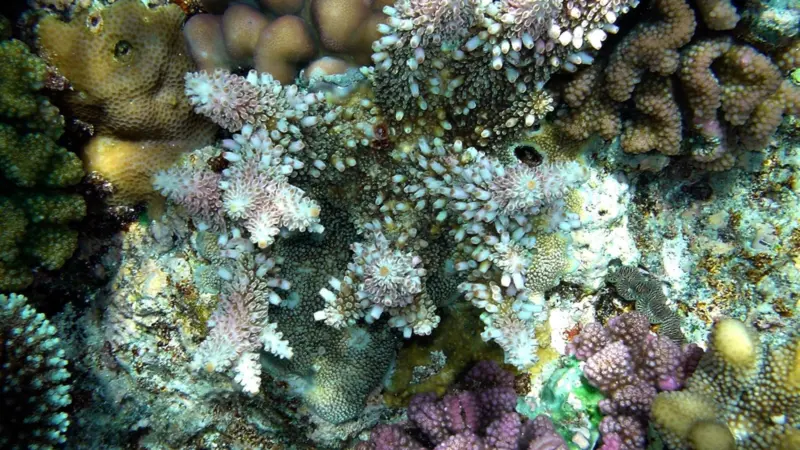 Coral reef, Papua New Guinea. Credit: Mila Zinkova