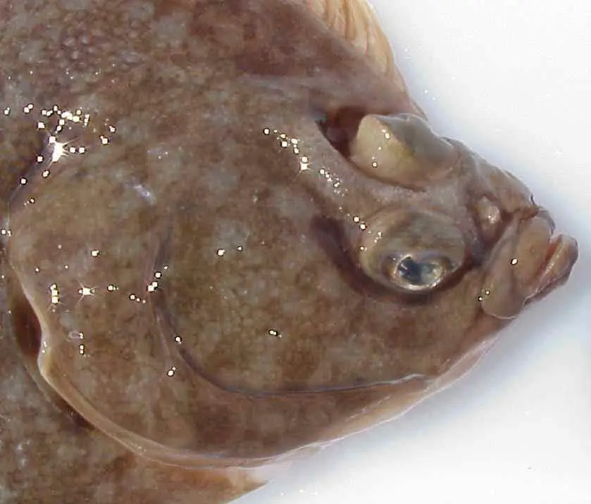 The MMO is extending the deadline for applications to the sole discard reduction trial. Credit: NOAA
