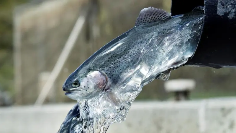 Kongeåen River Fish Farm, Denmark is an example of a freshwater fish farm which recycles its water. The high-tech and environmentally friendly model fish farms use water from boreholes, rather than from rivers, and are based on water recirculati...