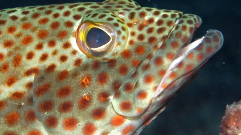 A project to build an indoor red grouper breeding pond has begun. Credit: NOAA