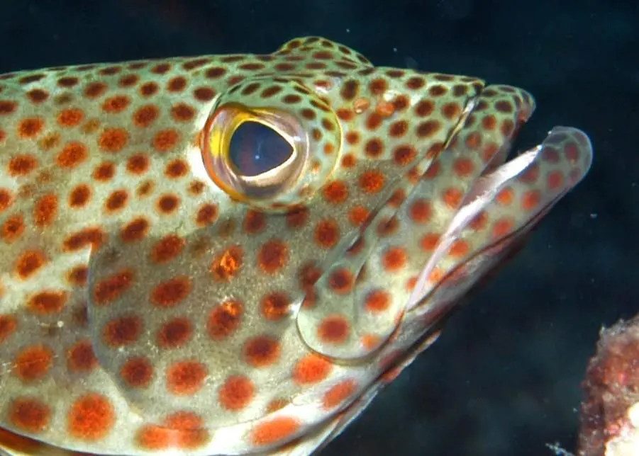 A project to build an indoor red grouper breeding pond has begun. Credit: NOAA