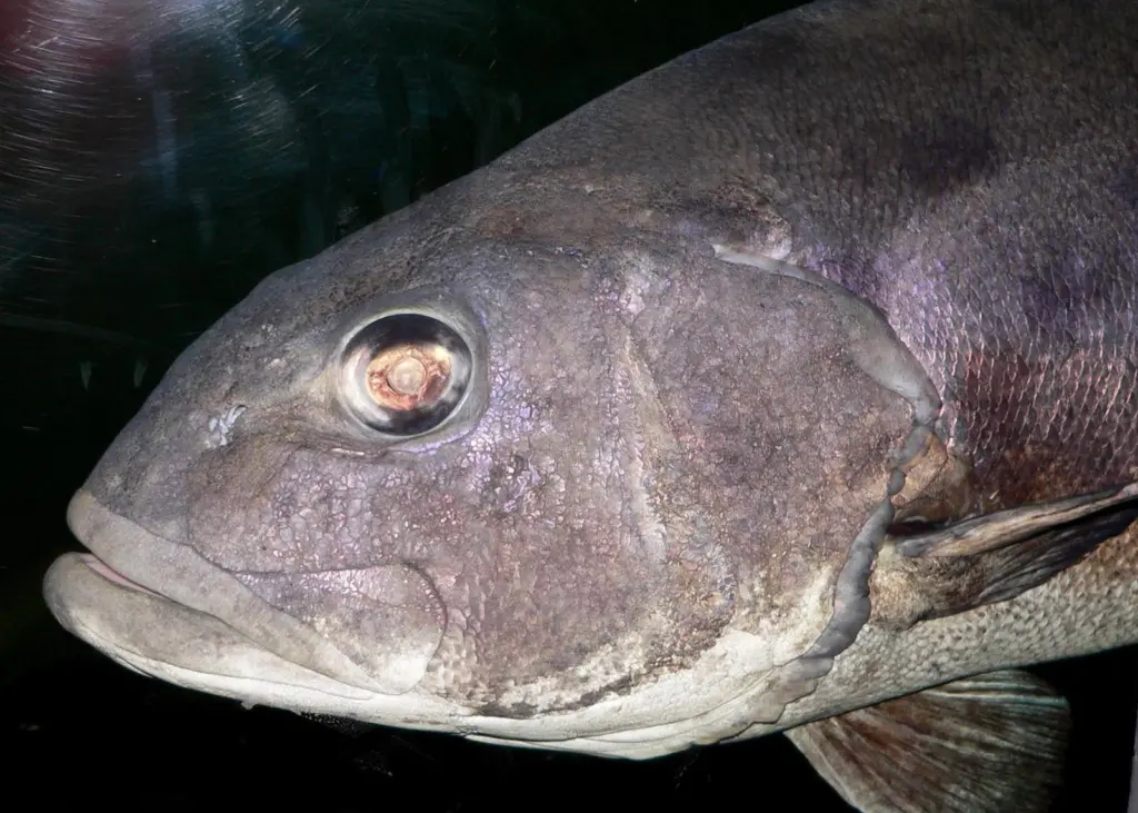 According to a study for the IUCN Red List of Threatened Species commercial species such as sea bass are considered threatened or near threatened. Credit: Stan Shebs