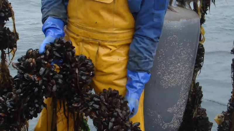 One of the Scottish Shellfish Marketing Group members, Cameron Maclean of Mull, with a rope of cultivated mussels