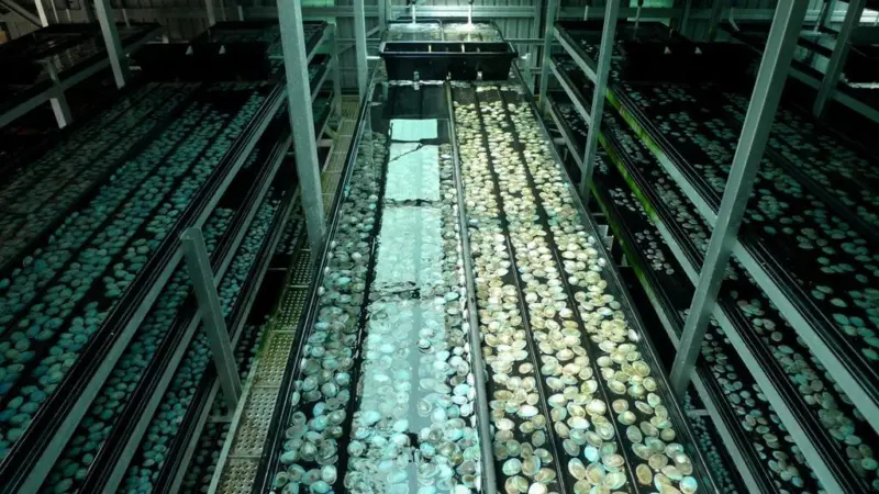 OceaNZ Abalone production