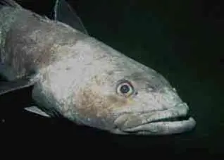 Toothfish. Credit: Pcziko