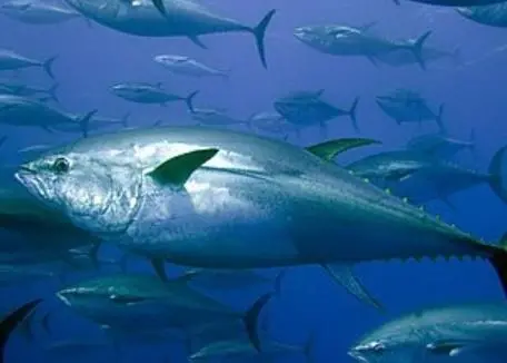 Member States will pool their control and inspection resources to monitor fishery activities