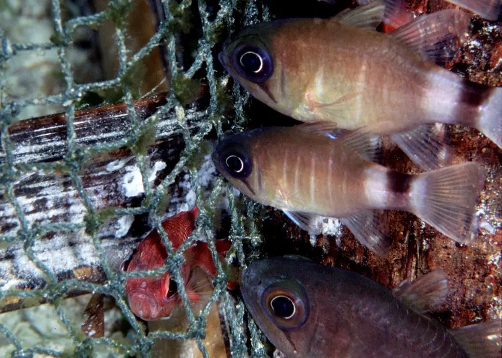 Flexibility is key to discard regulations, says DAG. ©Wolcott Henry 2005/Marine Photobank