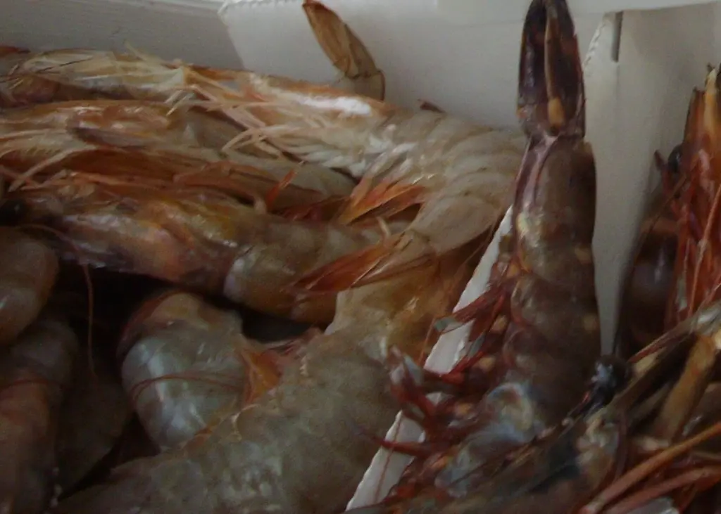 Tiger prawns