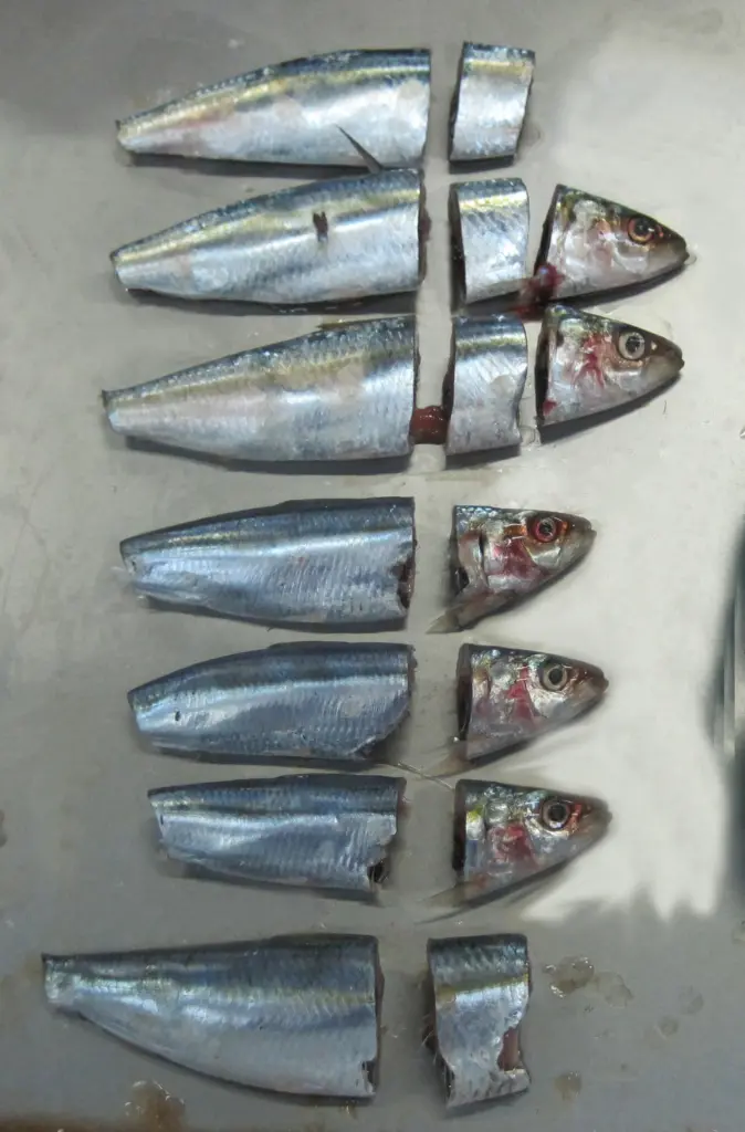 An example of cuts made by the BAADER 218