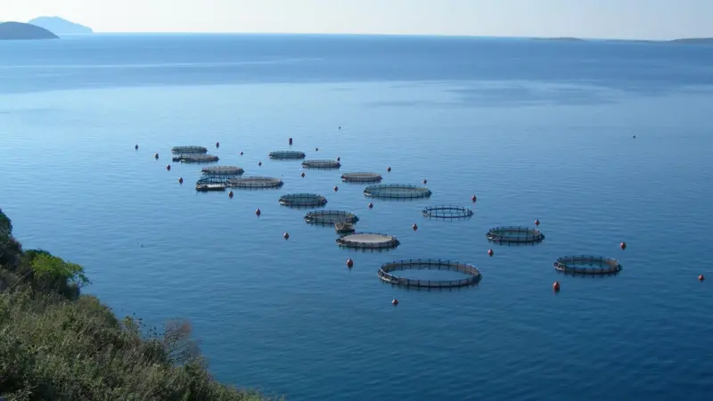 Andromeda says that Dyneema® nets are worth the investment. Picture courtesy of Andromeda