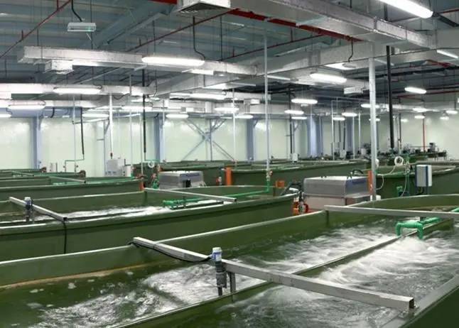 The Royal Caviar Company hatchery