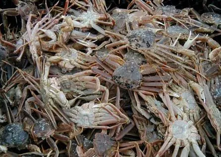 ASPANS has entered the Scotian Shelf and Gulf of St. Lawrence snow crab trap fisheries into MSC assessment