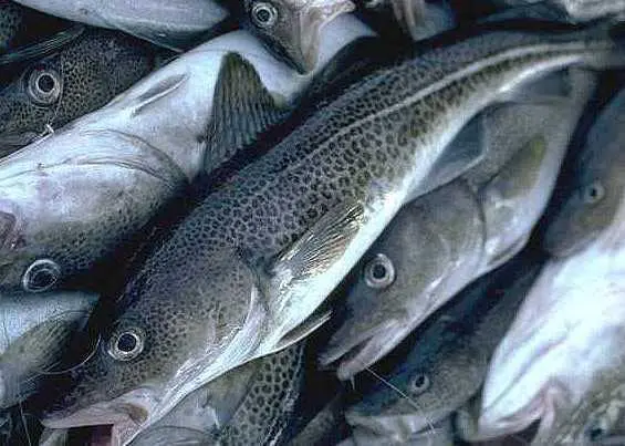 Codfarmers ASA and Atlantic Cod Farms AS plan to merge. Credit: Department of Fisheries and Oceans Canada