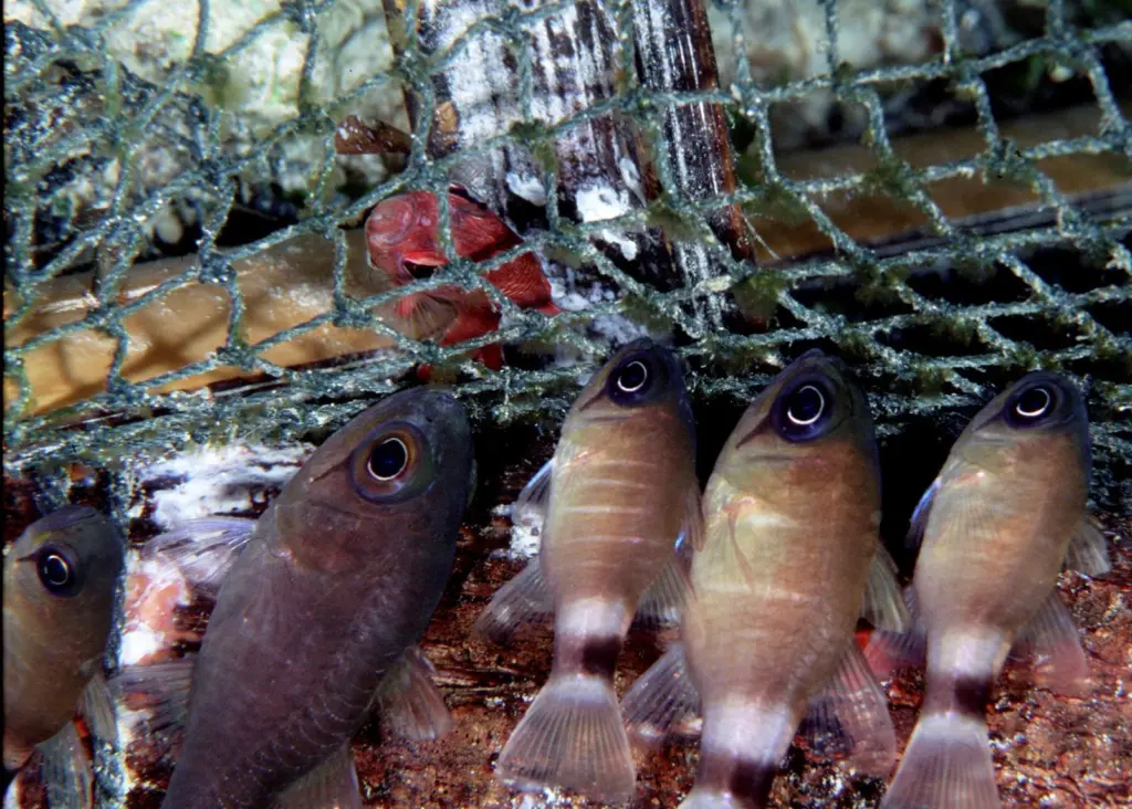 “We are dismayed at the proposal to phase out discarding,” said Bertie Armstrong. Credit: Wolcott Henry 2005/Marine Photobank