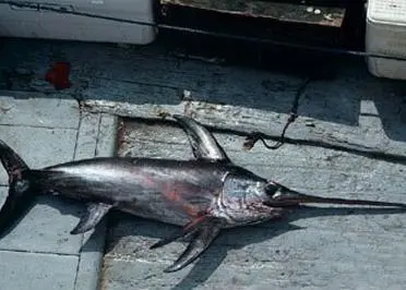 The recommendation is to better track vessels engaged n IUU fishing for tuna, swordfish, sharks and others