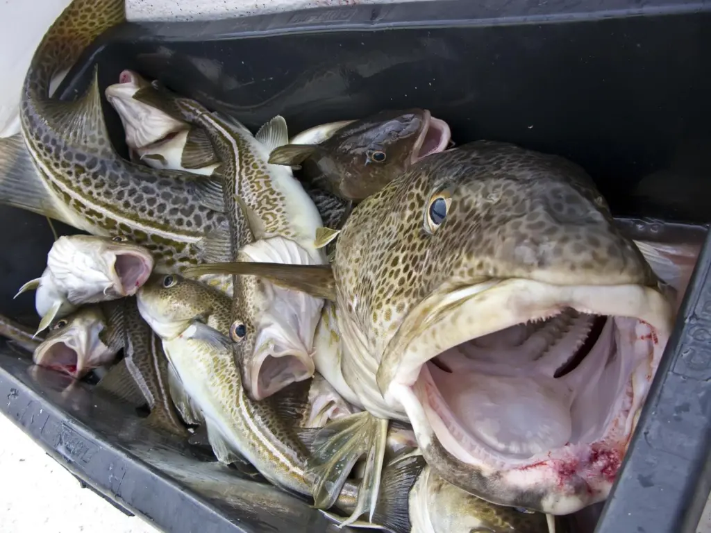 Waitrose this year experienced between 500 and 600% growth in cod sales in following its advertisements promoting Icelandic cod