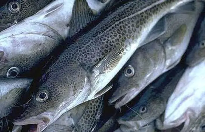 Cod farming issues will be addressed at the conference