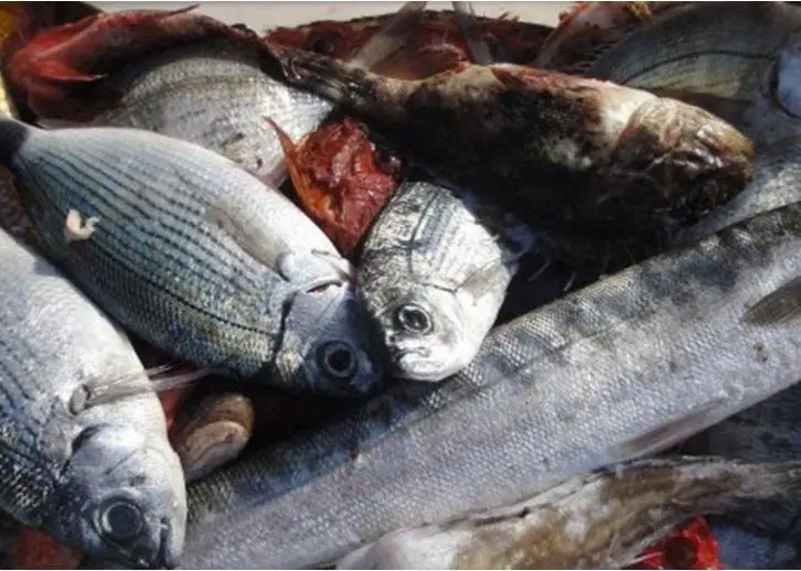 The results of the report show how more selective fishing could halt this waste caused by discarding