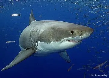 Chile has banned shark finning