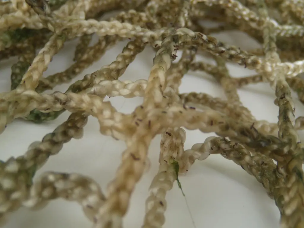 A net covering the reef where seaweed seeds have been placed and are now producing tiny algae