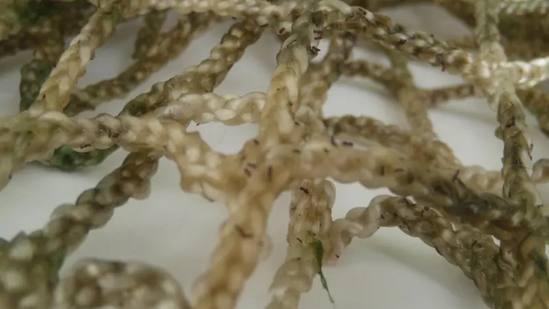A net covering the reef where seaweed seeds have been placed and are now producing tiny algae