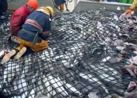 Cod Plan control measures could be bettered