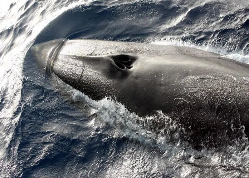 Fin whale. Credit: NOAA