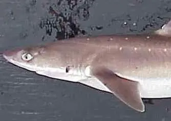 Spiny dogfish. Credit: NOAA